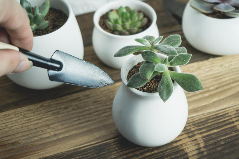 植物生長燈（dēng）