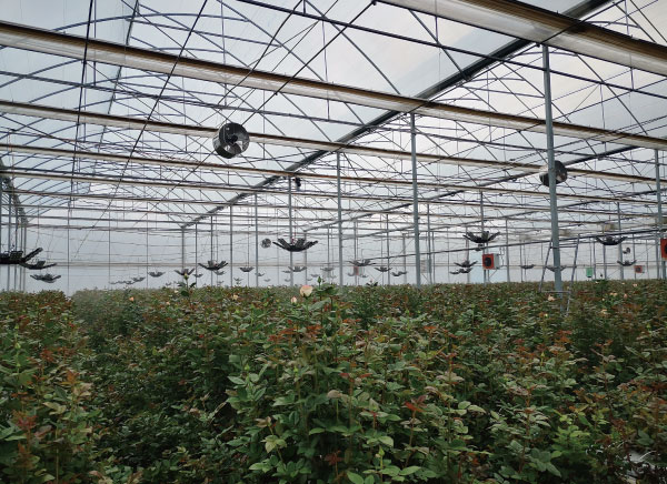 雲南（nán）某玫瑰花種植基地