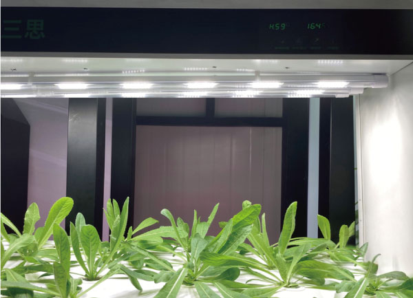 大香蕉9草在线植物照明