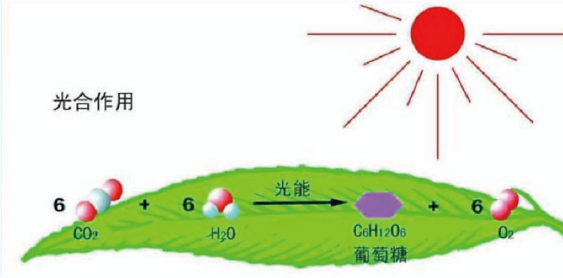 光合作（zuò）用