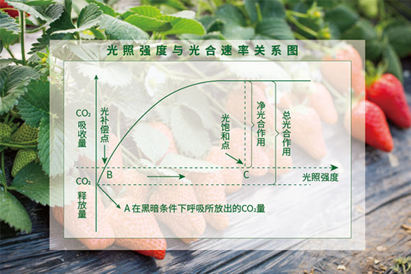 光照度與光合（hé）速率關係圖