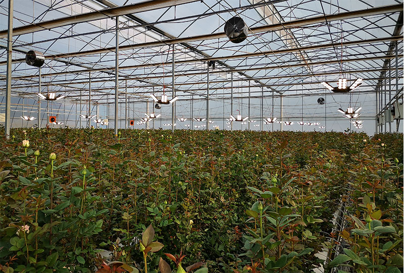 雲(yún)南(nán)某玫瑰花(huā)基地(dì)